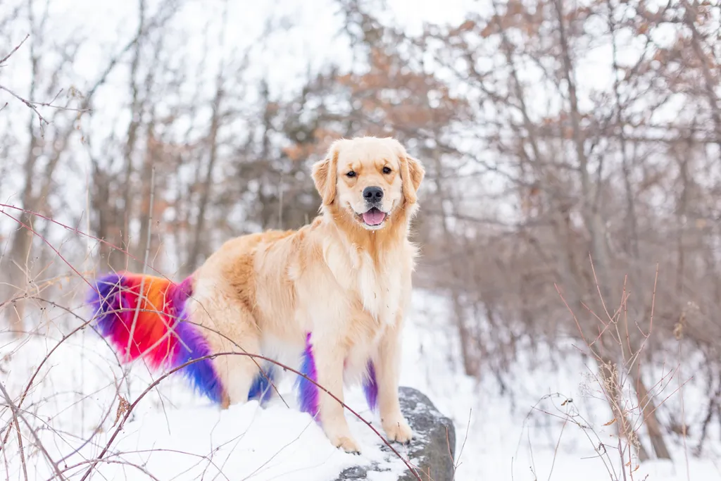 Minnesota winter and golden retriever 