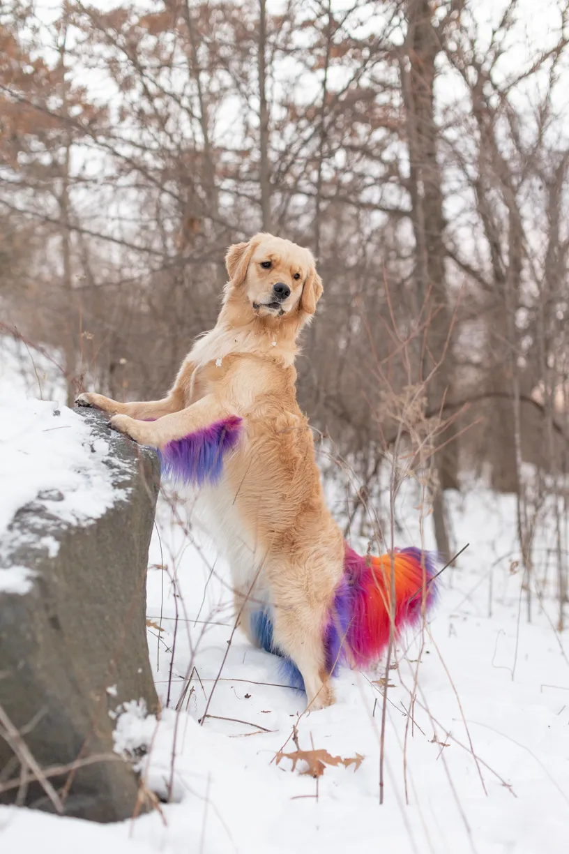 Rainbow Golden Retriever with dyed hair in Minnesota, photo 25 of 30