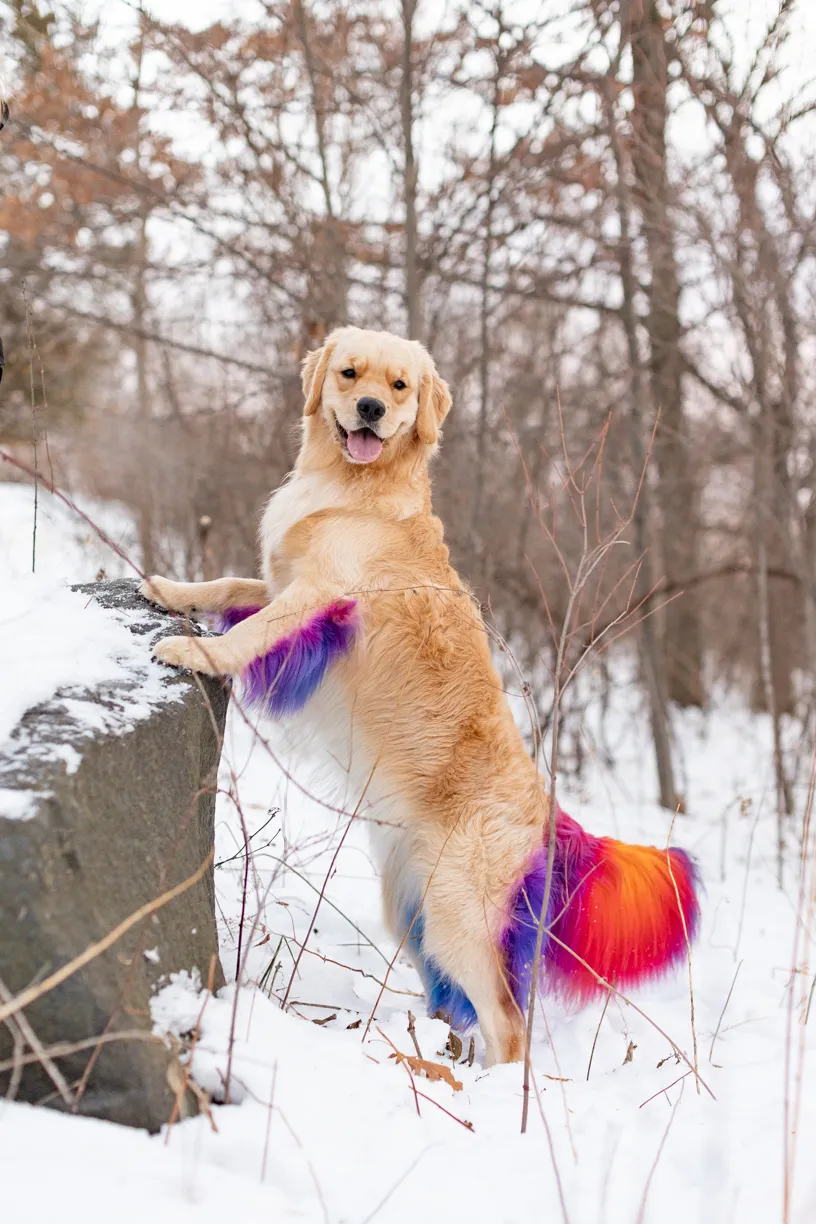 Rainbow Golden Retriever with dyed hair in Minnesota, photo 26 of 30
