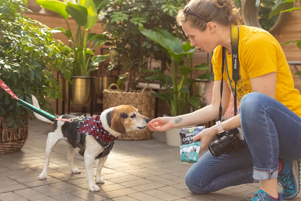 Rescue dog photos at Tonkadale Greenhouse, photo 2 of 60