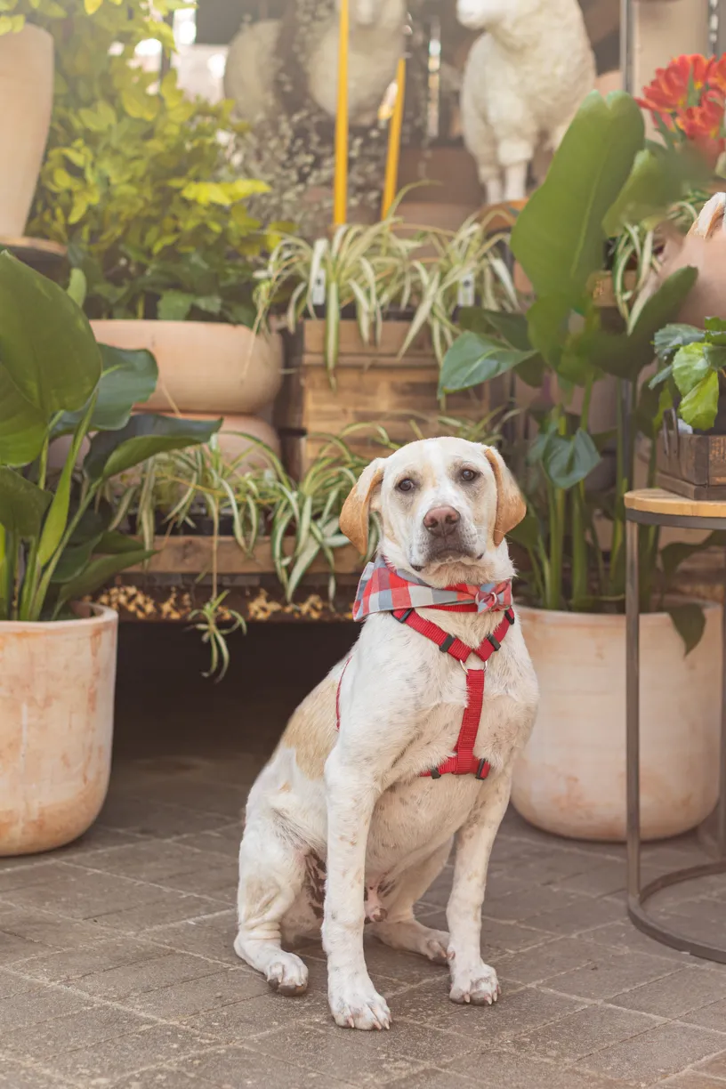Rescue dog photos at Tonkadale Greenhouse, photo 10 of 60