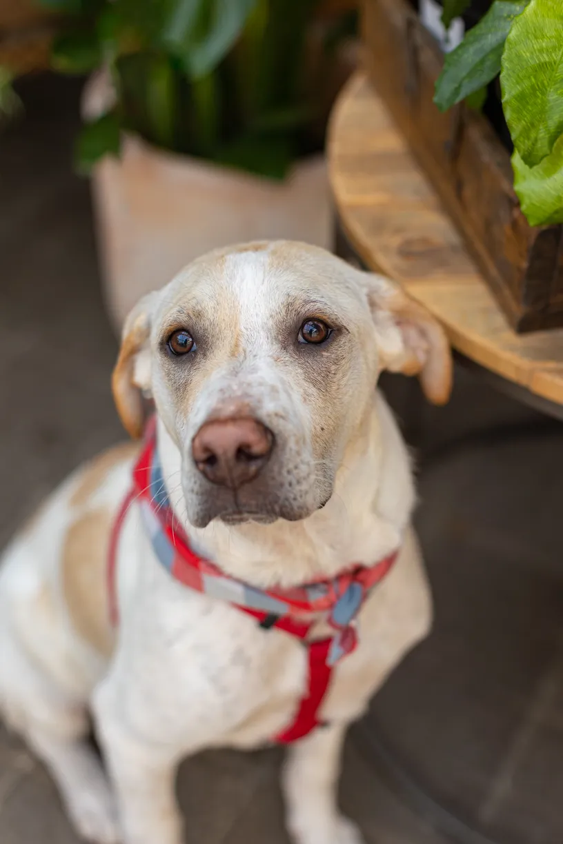 Rescue dog photos at Tonkadale Greenhouse, photo 11 of 60