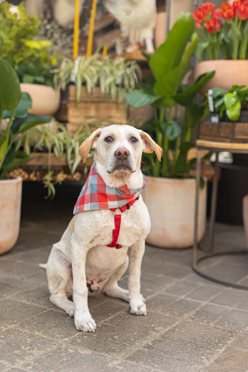 Rescue dog photos at Tonkadale Greenhouse, photo 12 of 60