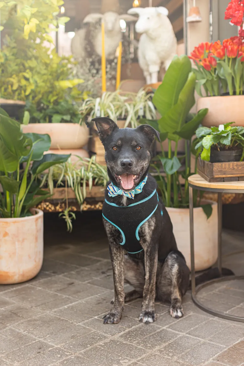 Rescue dog photos at Tonkadale Greenhouse, photo 13 of 60