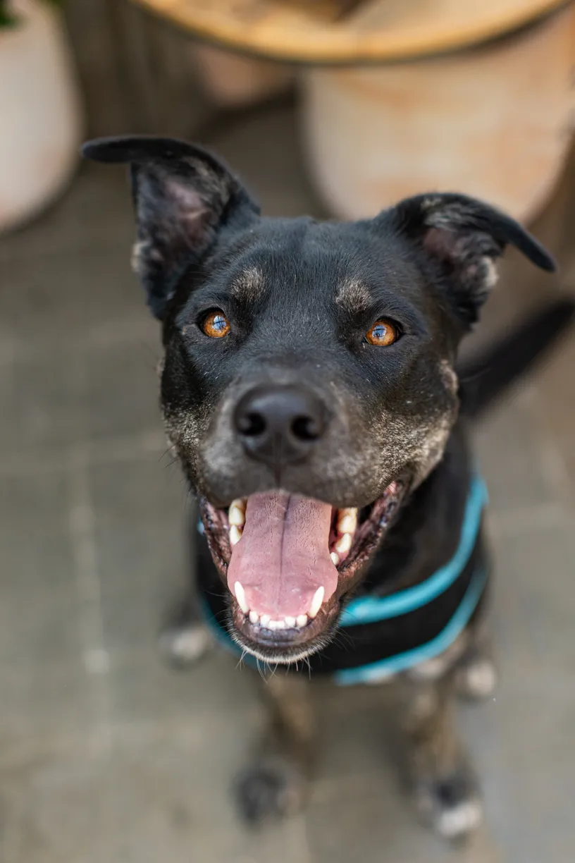 Rescue dog photos at Tonkadale Greenhouse, photo 14 of 60