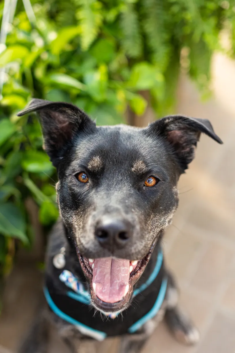 Rescue dog photos at Tonkadale Greenhouse, photo 15 of 60