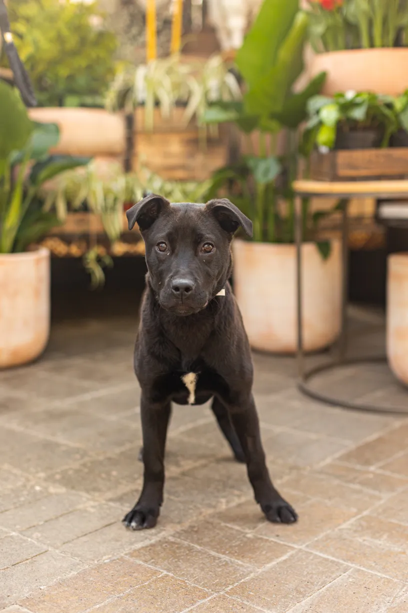 Rescue dog photos at Tonkadale Greenhouse, photo 17 of 60