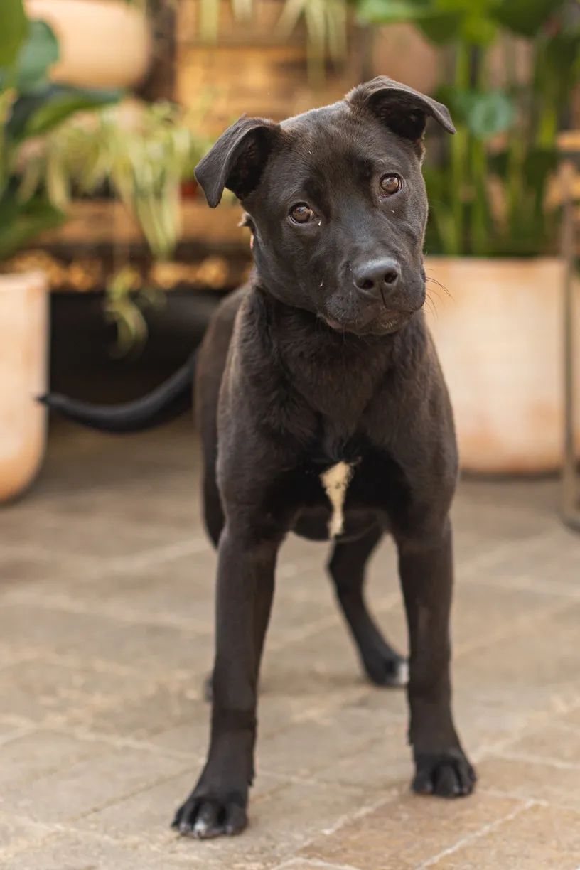 Rescue dog photos at Tonkadale Greenhouse, photo 18 of 60