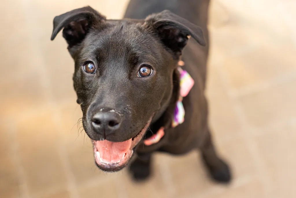 Rescue dog photos at Tonkadale Greenhouse, photo 19 of 60