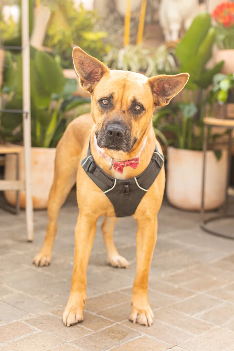 Rescue dog photos at Tonkadale Greenhouse, photo 20 of 60