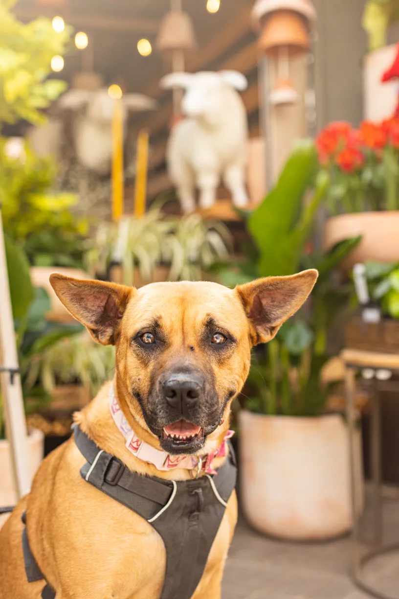 Rescue dog photos at Tonkadale Greenhouse, photo 21 of 60