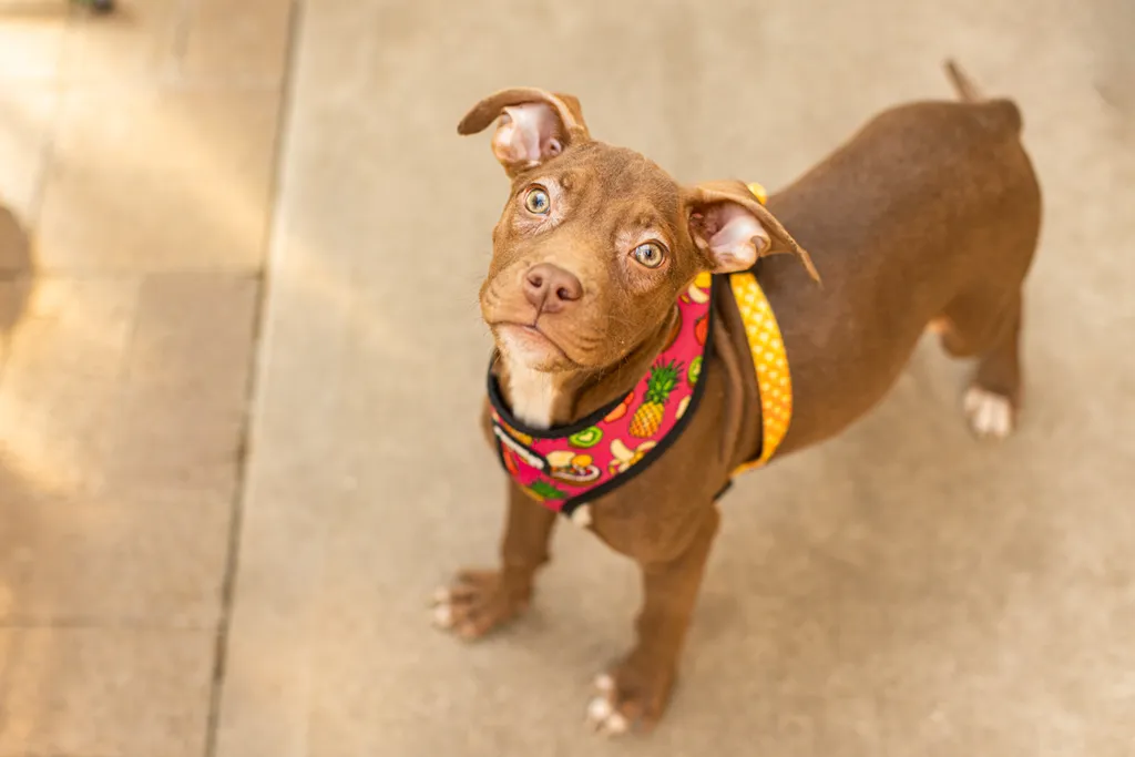 Rescue dog photos at Tonkadale Greenhouse, photo 29 of 60
