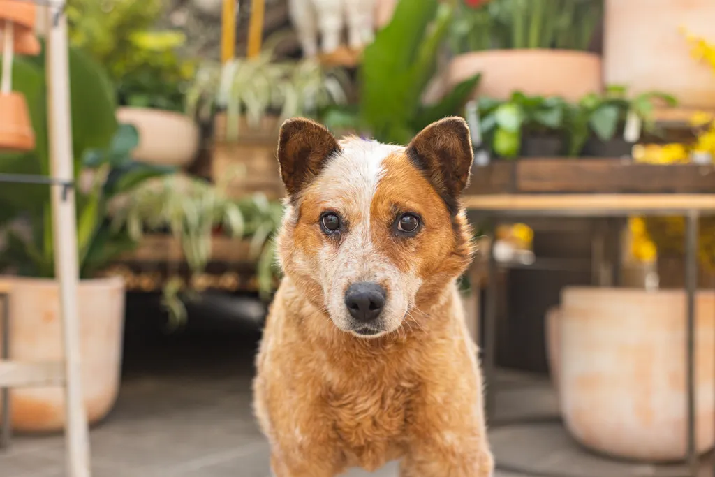 Rescue dog photos at Tonkadale Greenhouse, photo 24 of 60