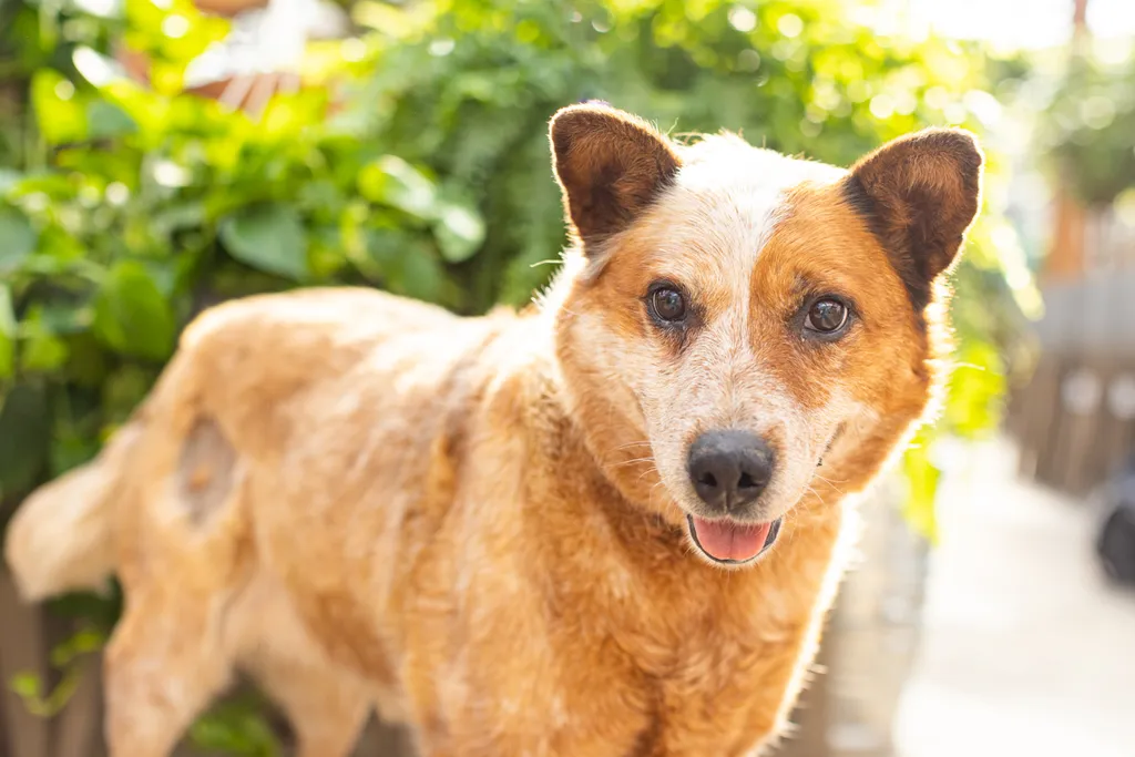 Rescue dog photos at Tonkadale Greenhouse, photo 25 of 60