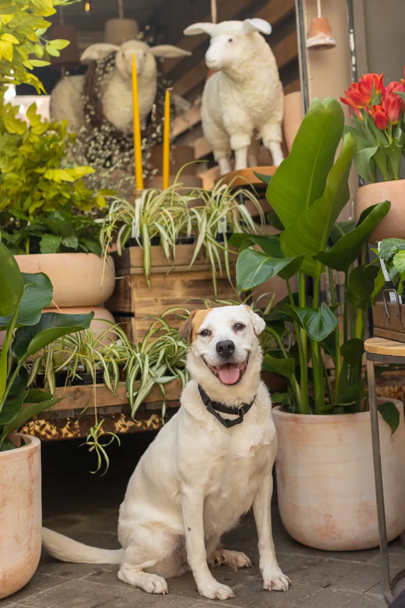 Rescue dog photos at Tonkadale Greenhouse, photo 4 of 60