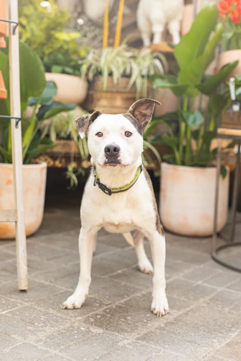 Rescue dog photos at Tonkadale Greenhouse, photo 26 of 60