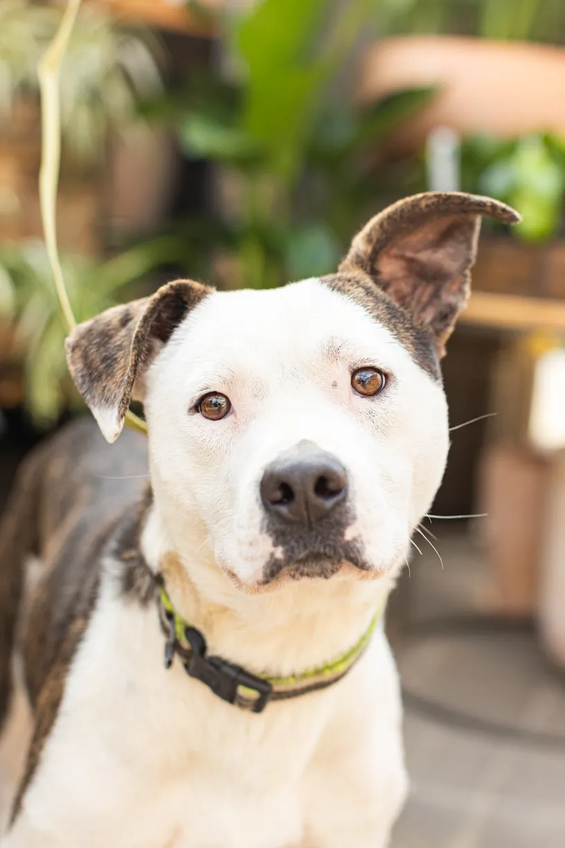 Rescue dog photos at Tonkadale Greenhouse, photo 27 of 60