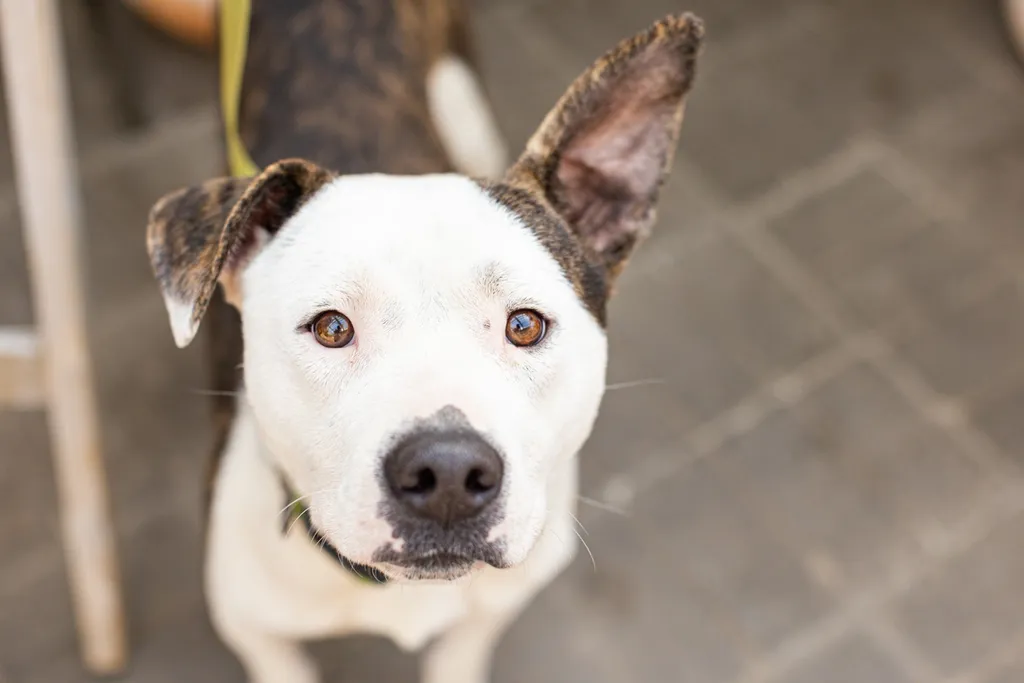 Rescue dog photos at Tonkadale Greenhouse, photo 28 of 60