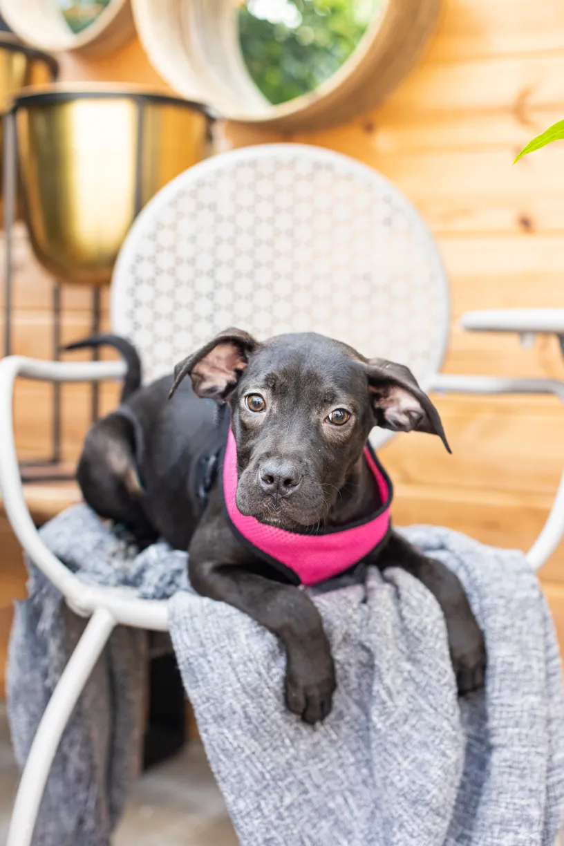 Rescue dog photos at Tonkadale Greenhouse, photo 33 of 60