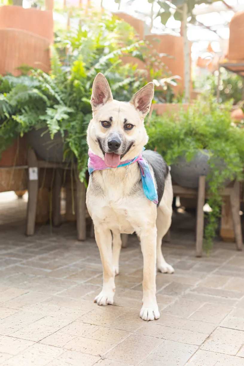Rescue dog photos at Tonkadale Greenhouse, photo 35 of 60