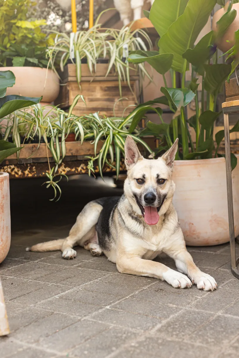 Rescue dog photos at Tonkadale Greenhouse, photo 34 of 60