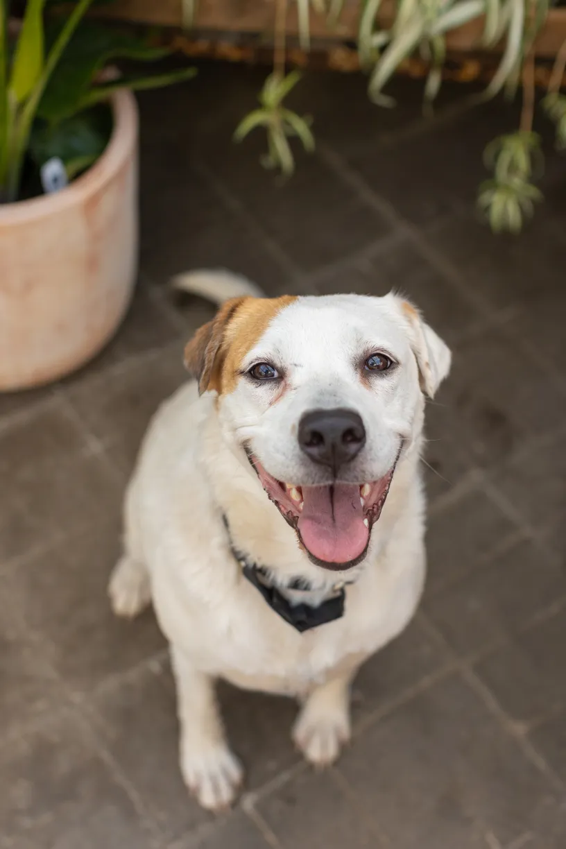 Rescue dog photos at Tonkadale Greenhouse, photo 5 of 60
