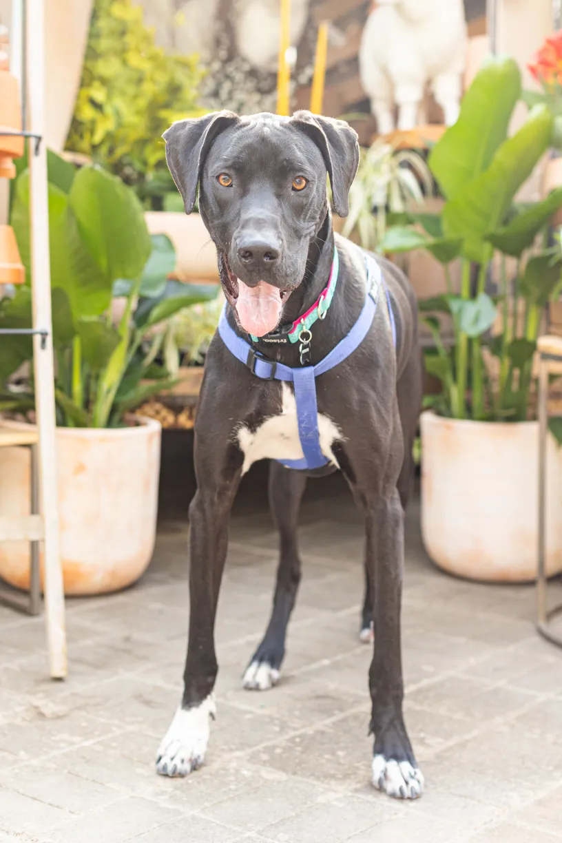 Rescue dog photos at Tonkadale Greenhouse, photo 37 of 60