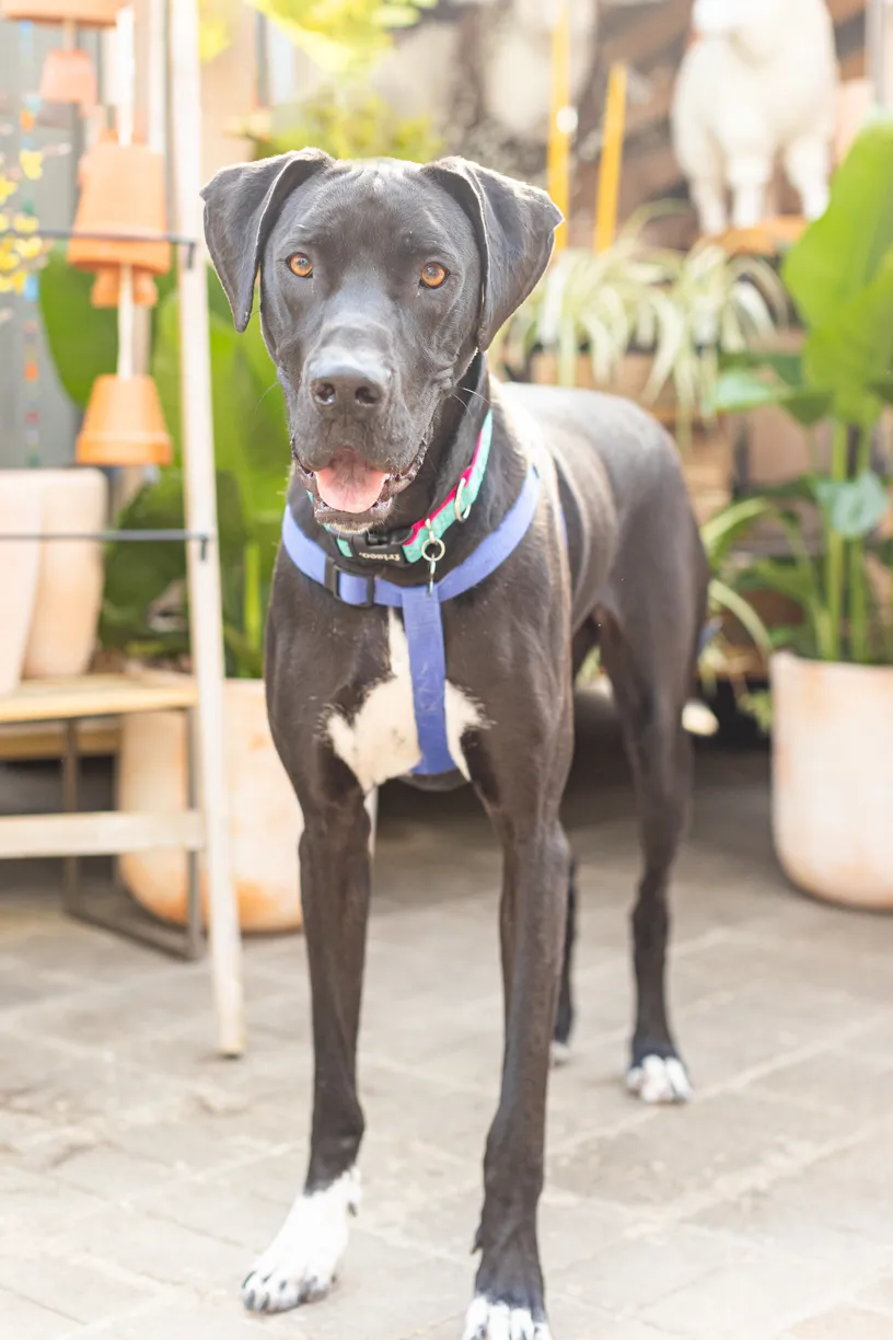 Rescue dog photos at Tonkadale Greenhouse, photo 39 of 60