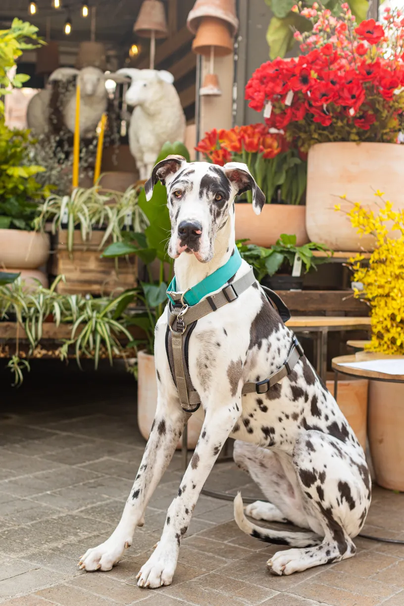 Rescue dog photos at Tonkadale Greenhouse, photo 42 of 60