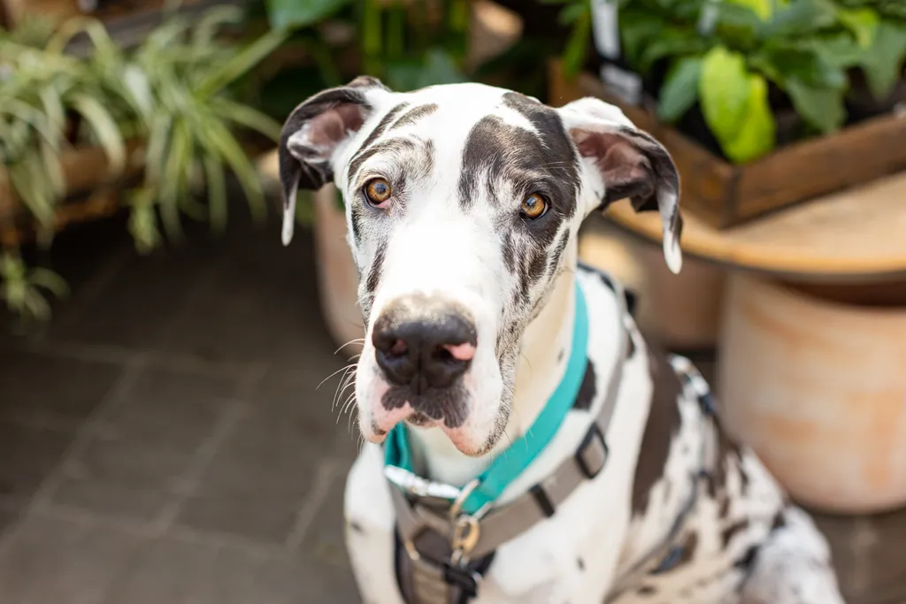 Rescue dog photos at Tonkadale Greenhouse, photo 41 of 60