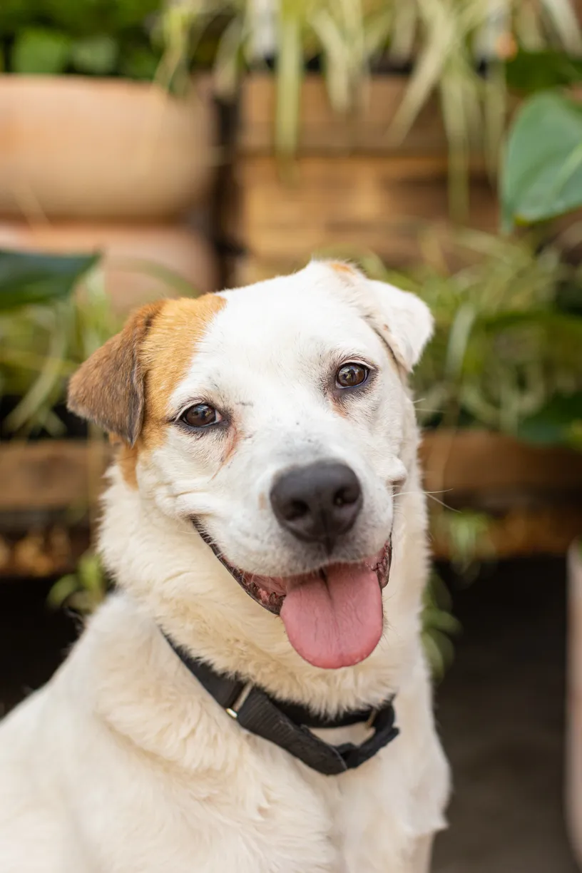 Rescue dog photos at Tonkadale Greenhouse, photo 6 of 60