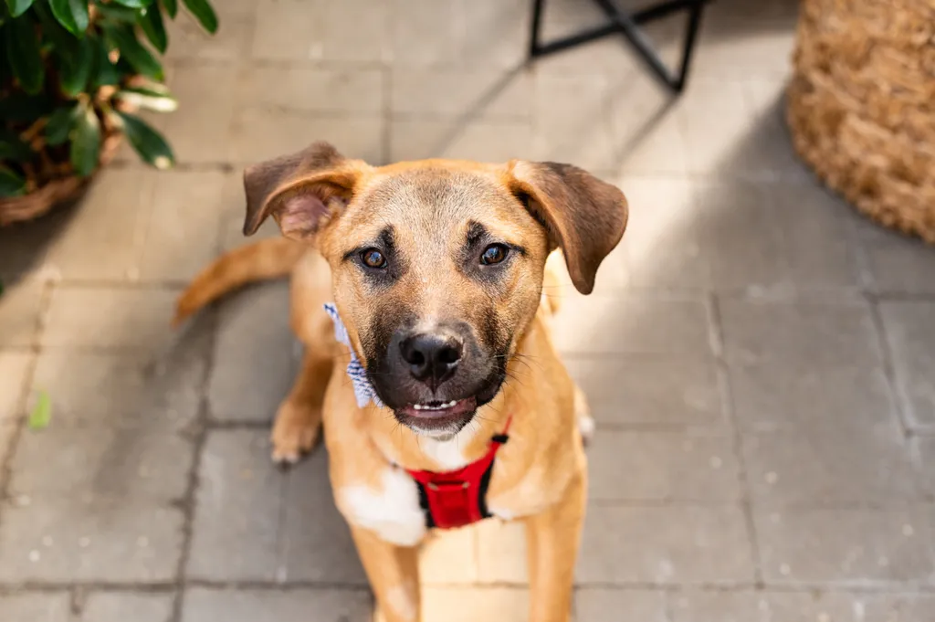 Rescue dog photos at Tonkadale Greenhouse, photo 46 of 60