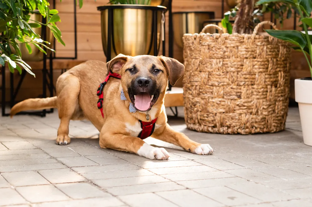 Rescue dog photos at Tonkadale Greenhouse, photo 47 of 60
