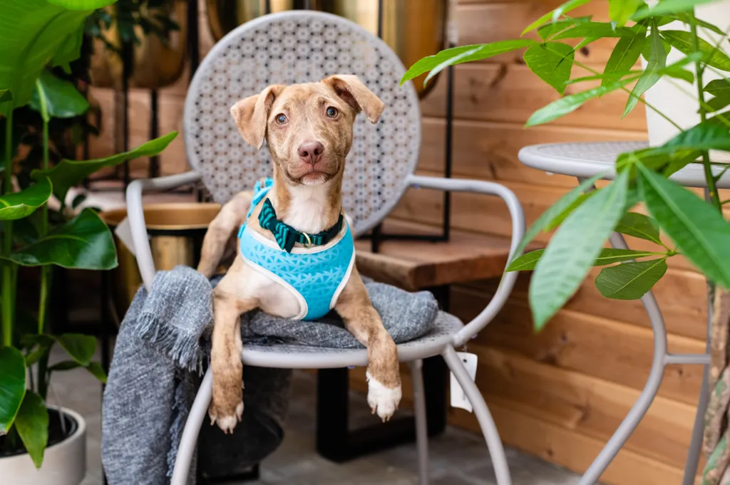 Rescue dog photos at Tonkadale Greenhouse, photo 48 of 60