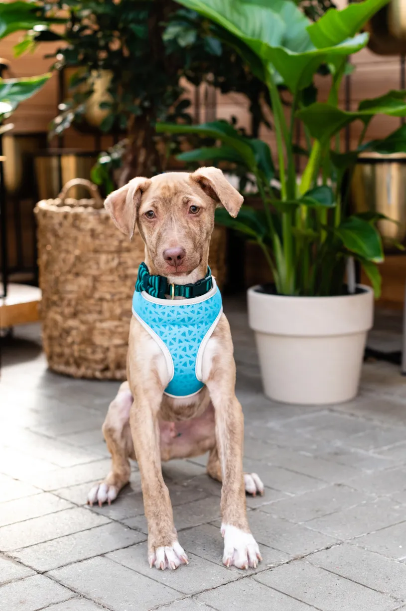 Rescue dog photos at Tonkadale Greenhouse, photo 49 of 60