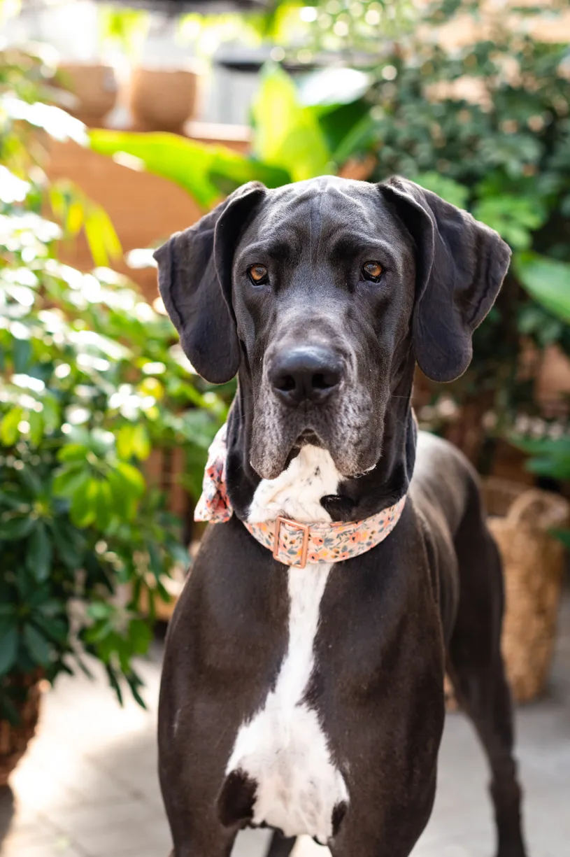 Rescue dog photos at Tonkadale Greenhouse, photo 50 of 60