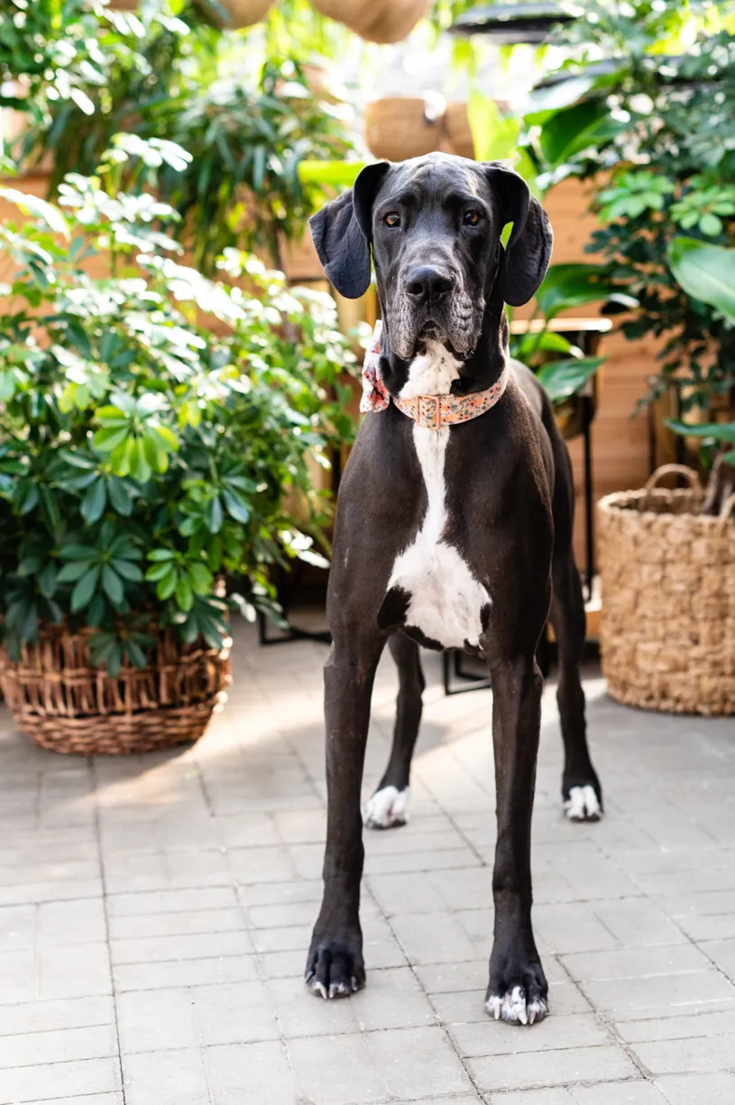 Rescue dog photos at Tonkadale Greenhouse, photo 51 of 60