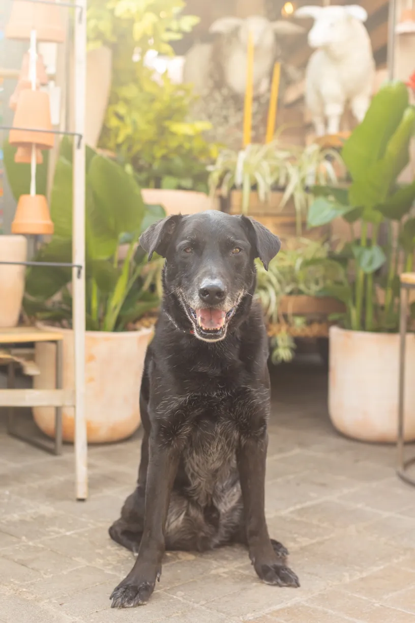 Rescue dog photos at Tonkadale Greenhouse, photo 7 of 60