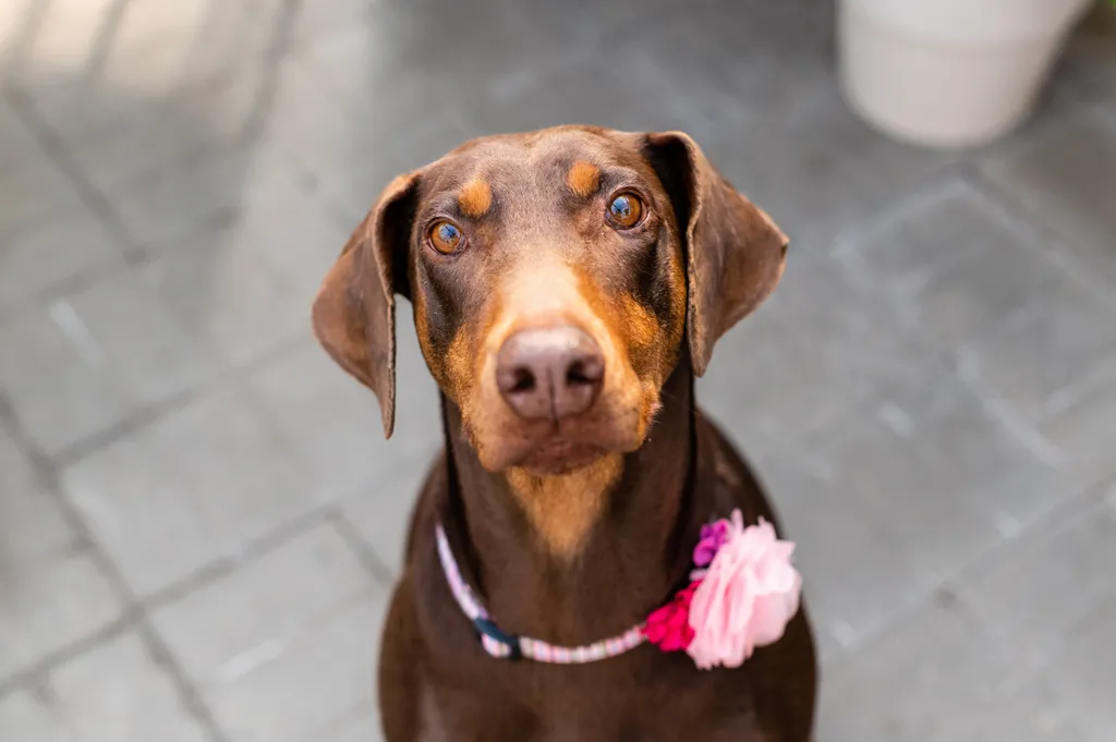 Rescue dog photos at Tonkadale Greenhouse, photo 54 of 60