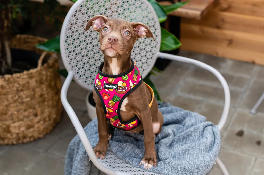 Rescue dog photos at Tonkadale Greenhouse, photo 30 of 60