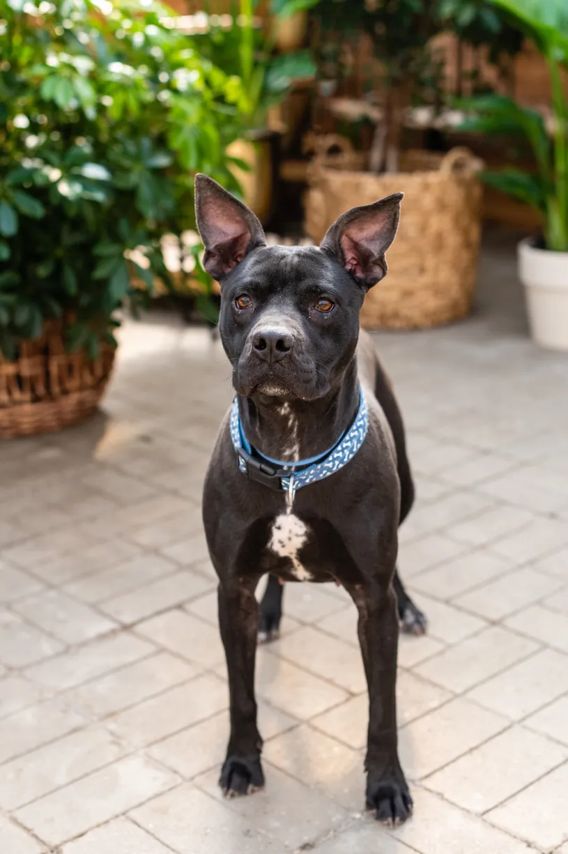 Rescue dog photos at Tonkadale Greenhouse, photo 55 of 60