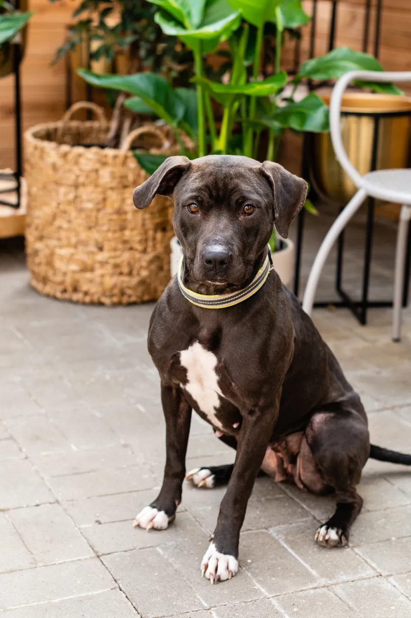 Rescue dog photos at Tonkadale Greenhouse, photo 57 of 60