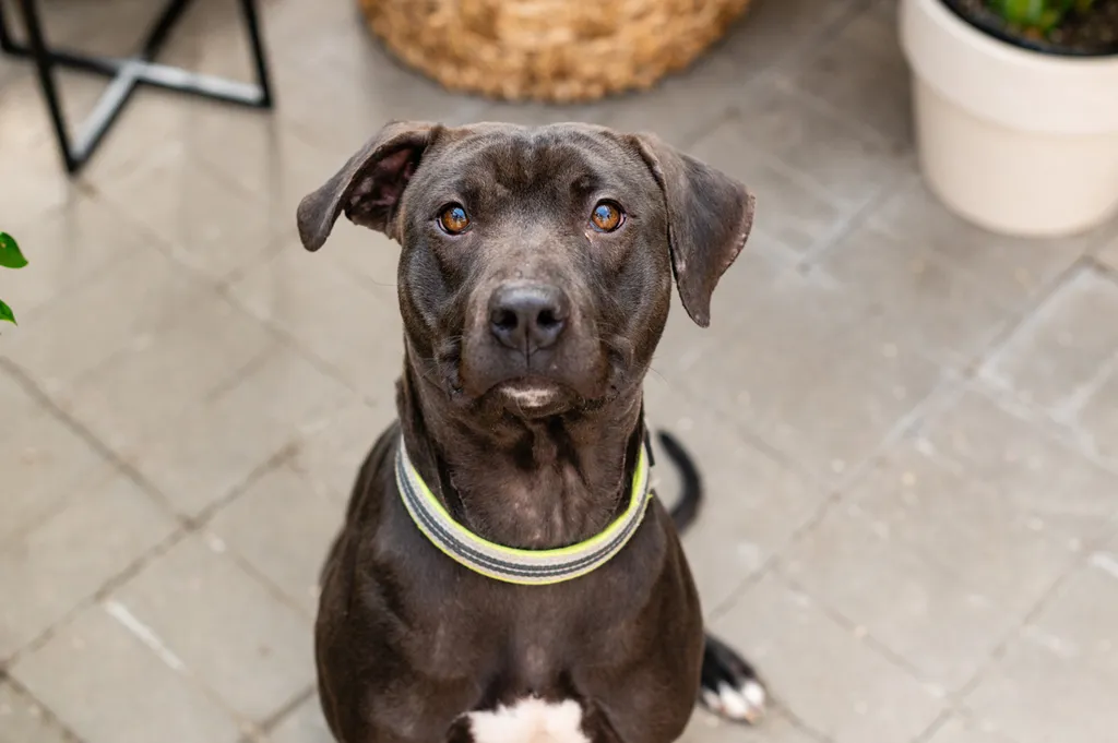 Rescue dog photos at Tonkadale Greenhouse, photo 59 of 60