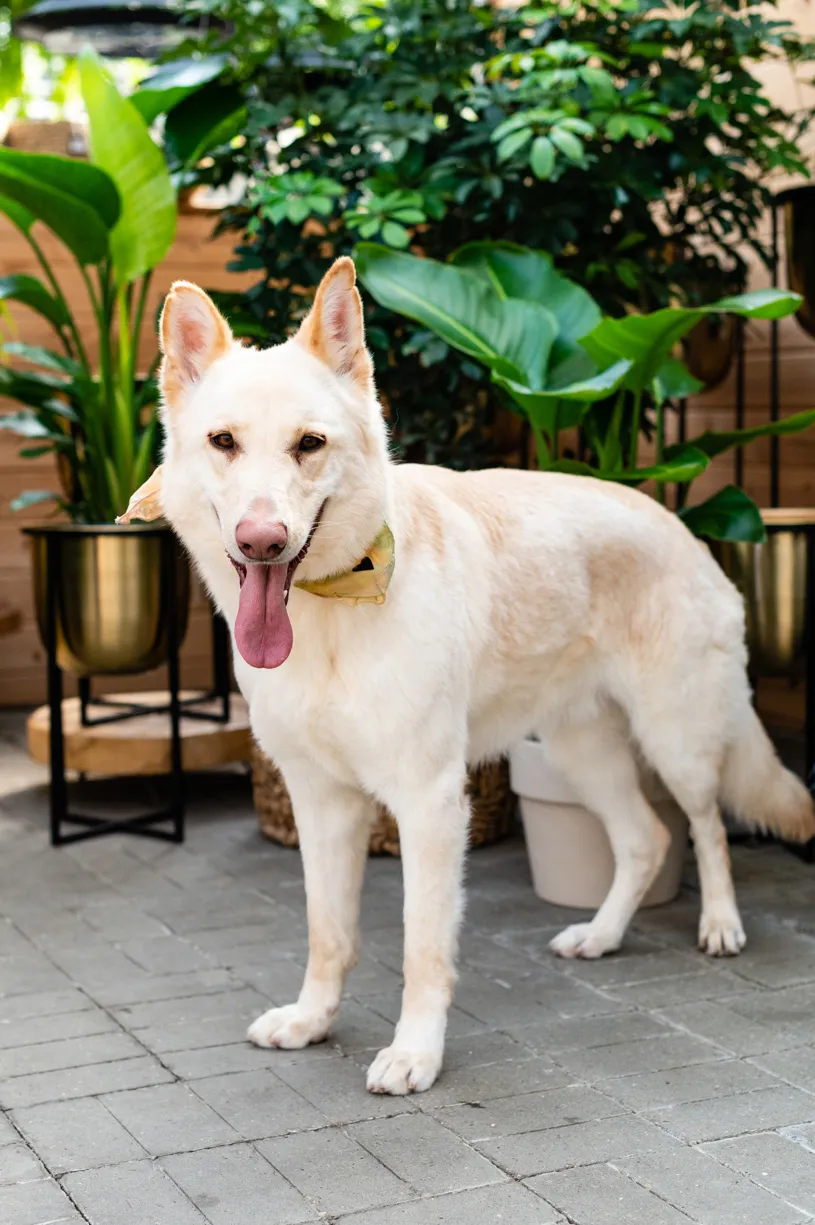 Rescue dog photos at Tonkadale Greenhouse, photo 58 of 60