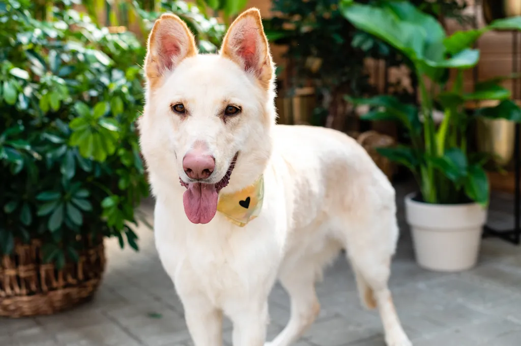 Rescue dog photos at Tonkadale Greenhouse, photo 60 of 60