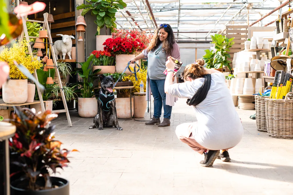Rescue dog photos at Tonkadale Greenhouse, photo 45 of 60