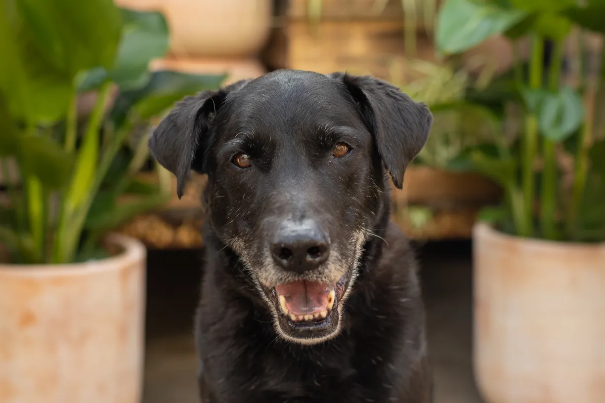Cover photo for Rescue dog photos at Tonkadale Greenhouse