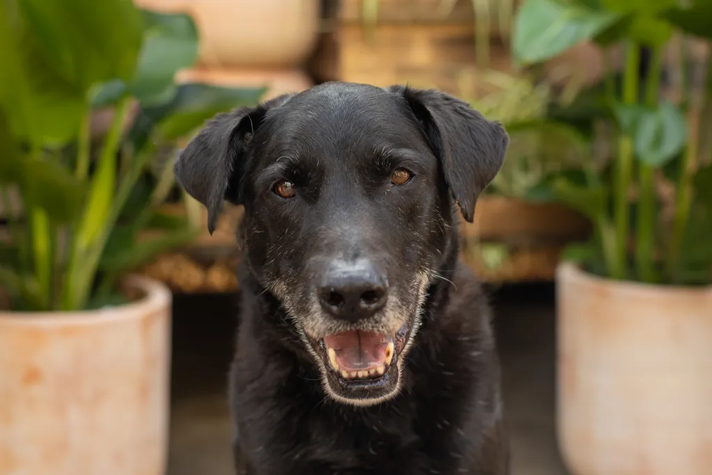 Rescue dog photos at Tonkadale Greenhouse, photo 9 of 60