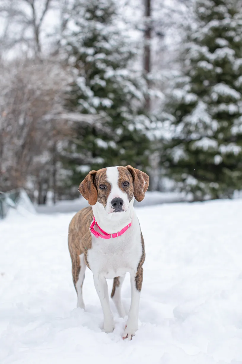 Rescue Photography in 2020, photo 18 of 89