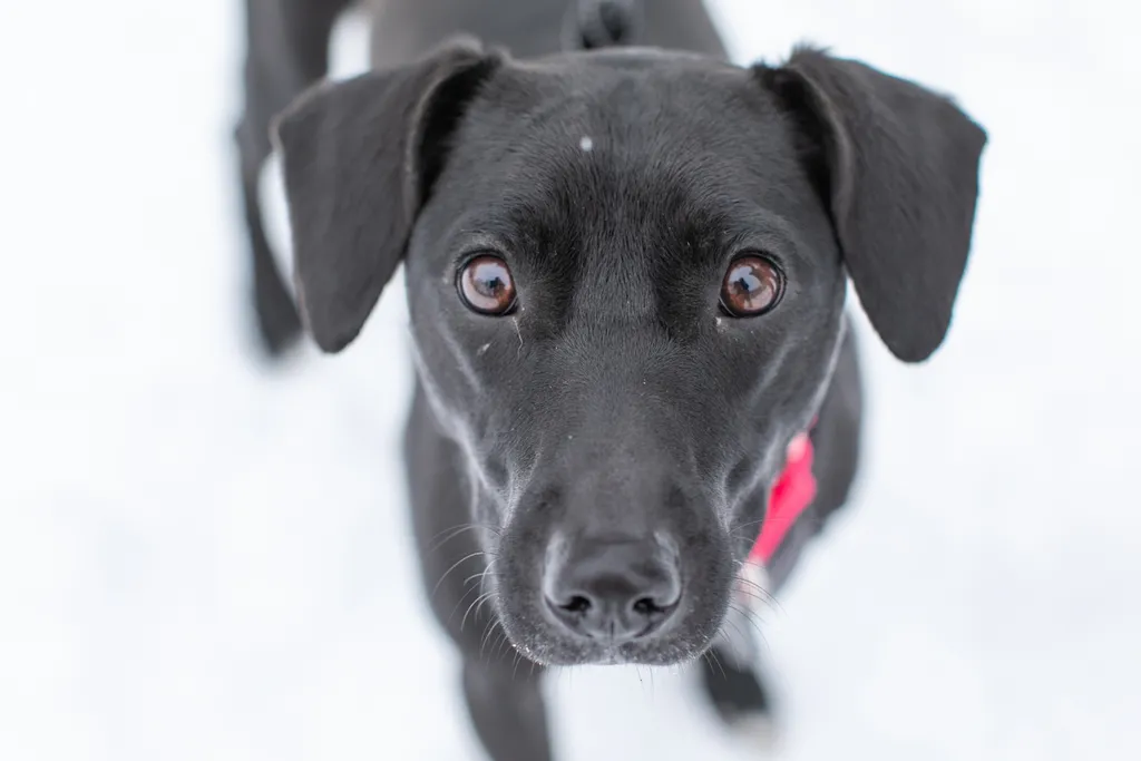Rescue Photography in 2020, photo 9 of 89